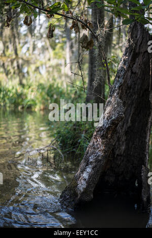 Louisiana swamp land , Delta , wetlands .Mississippi river . Stock Photo