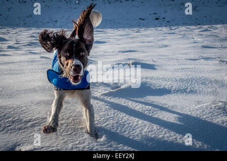 Pets: Springer Spaniel pet dog enjoying the snow on a sunny day Stock Photo
