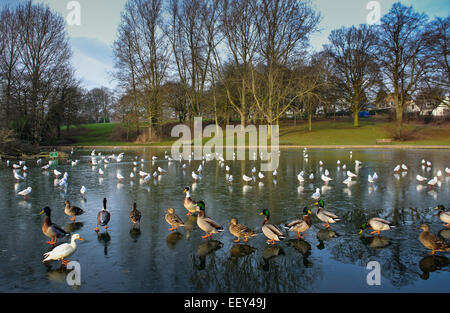 Abington Park, Northampton, UK. 23rd January, 2015. Ducks have to walk on the frozen ponds in Abington Park today after tempertures went well below -4 in the county overnight. Credit:  Bigred/Alamy Live News Stock Photo