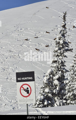 A no hunting sign with a herd of wild elk bedded down on a hillside behind it Stock Photo