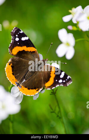 Butterfly on flower (Red Admiral) close up. Stock Photo