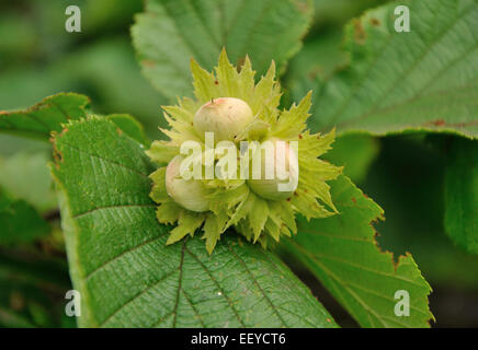 green hazelnuts on the tree Stock Photo