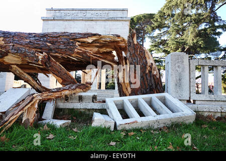 Pine tree down after storm at the Garibaldi Mausoleum in Rome, Italy Stock Photo