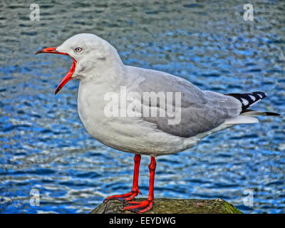 A Red-billed Gull calling loudly from a pier in New Zealand. Stock Photo