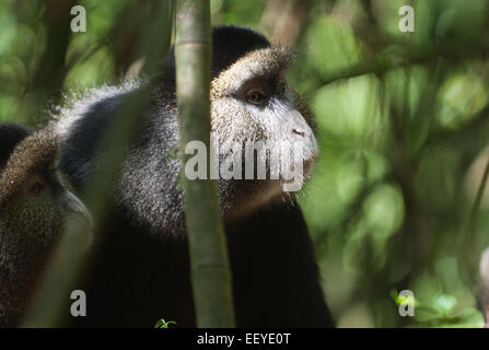 Golden monkey in the bamboo woods of  Volcanoes National Park in Rwanda Stock Photo