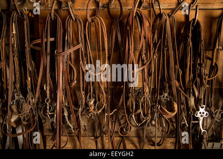 Saddles and bridles hang inside the horse barn at the Blacktail Ranch in Wolf Creek, Montana.  The ranch is located at the base of the Continental Divide and it's history dates back to the late 1880's when the property was homesteaded by pioneer Gustav Rittel. (Photo by Ami Vitale) Stock Photo