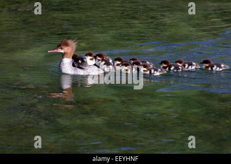 Merganser and babies swimming in a creek, Grand Teton National Park, Wyoming.  I've never seen so many baby 'ducklings!' Stock Photo