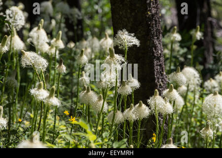 a huge bloom of bear grass glows in the sunshine in the forest near eeymrh