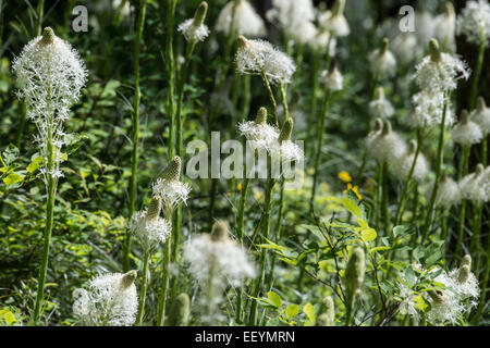 a huge bloom of bear grass glows in the sunshine in the forest near eeymrn