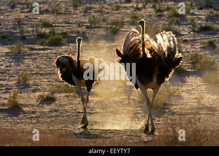 Two ostriches (Struthio camelus) walking in dust, Kalahari desert, South Africa