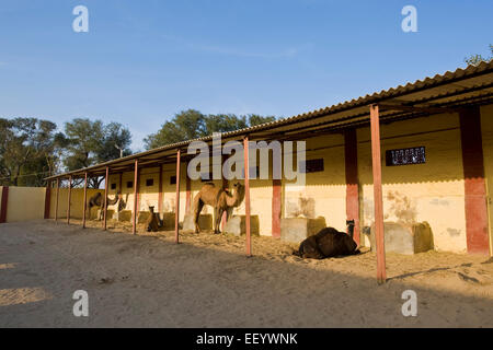 India, Rajasthan, Bikaner, Camel breeding farm Stock Photo