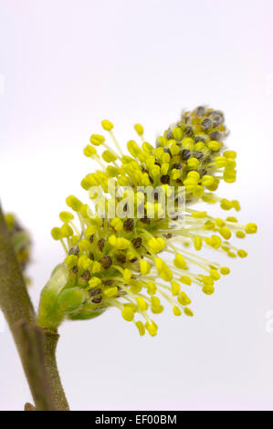 Goat Willow catkins, salix caprea, against a white background Stock Photo