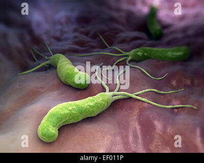 Helicobacter pylori фото