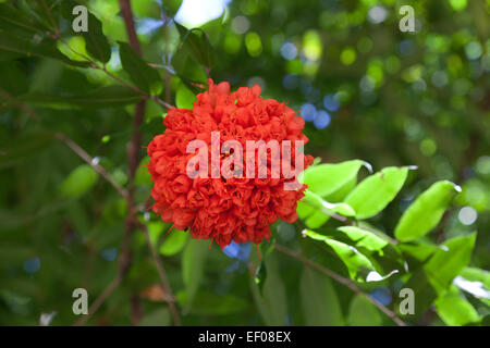 Rose of Venezuela flower outdoors Stock Photo