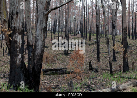 Eucalyptus forest in New South Wales, Australia regenerating after a fire Stock Photo
