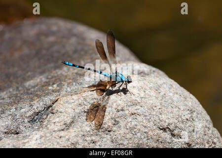 Blue dragonfly on a rock near the water Stock Photo