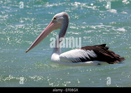 Pelican at Rainbow Beach , Queensland, Australia Stock Photo