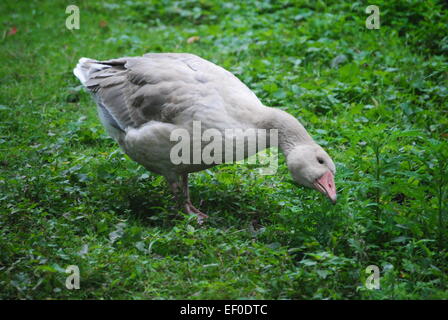 American buff goose Stock Photo