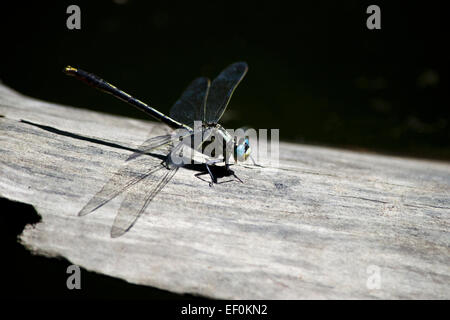 Dragonfly with blue eyes and transparent wings resting on a log. Stock Photo