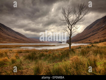 A lone tree stands on the shore of Loch Etive at the foot of Glen Etive, Lochaber, Scotland Stock Photo