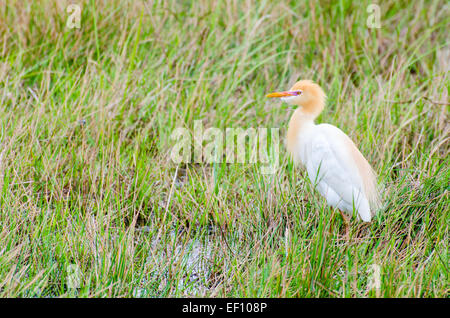 Cattle Egret (Bubulcus ibis) birds standing in a swamp on a meadow looking for food to eat. Stock Photo