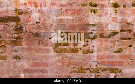 Damp brick wall with green algae Stock Photo