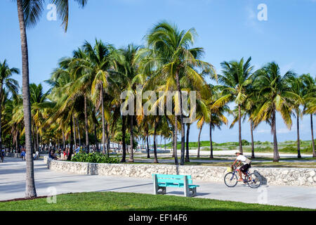 Miami Beach Florida,Lummus Park,Serpentine Trail,palm trees,man men male,riding bicycle,bicycling,riding,biking,rider,biker bikers bicycle bicycles,bi Stock Photo