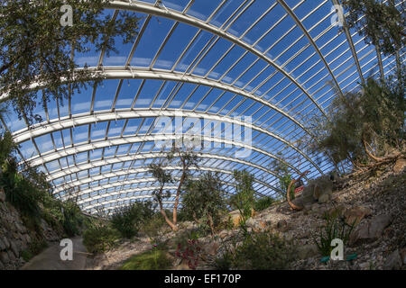 Inside the dome glasshouse at the National Botanic Gardens of Wales in Carmarthenshire.  Tropical greenhouse with sunny sky. Stock Photo