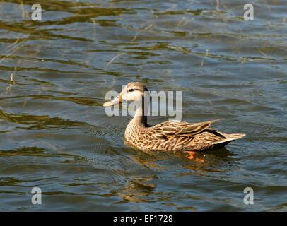 Wild duck swimming in a Florida pond Stock Photo