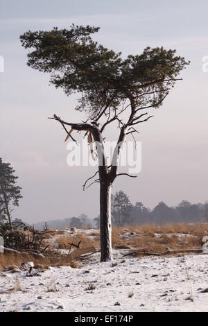 Winter landscape at National Park De Loonse and Drunense duinen in The Netherlands Stock Photo