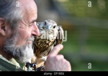 Falconer with  Saker Falcon Kasandra in Falkenhof Harz.Germany. Stock Photo