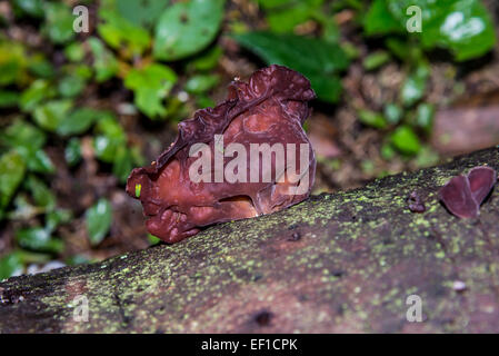 Wood-ear mushroom (Auricularia polytricha) on a dead tree trunk. Belize, Central America.
