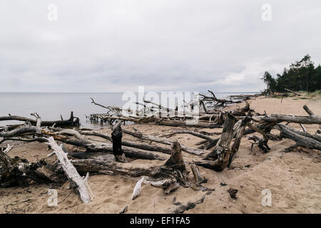 Trees felled during violent storms line the beach at Cape Kolka, Latvia. People in far distance Stock Photo