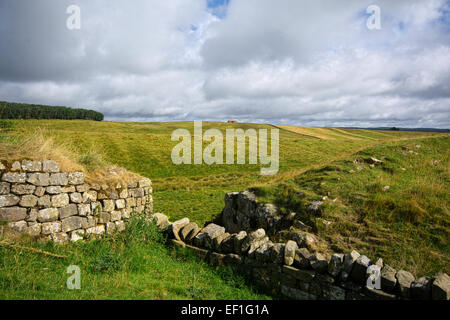 Sycamore Gap on Hardians Wall, Northumberland Stock Photo