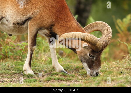 moufflon male grazing on meadow ( Ovis orientalis ) Stock Photo