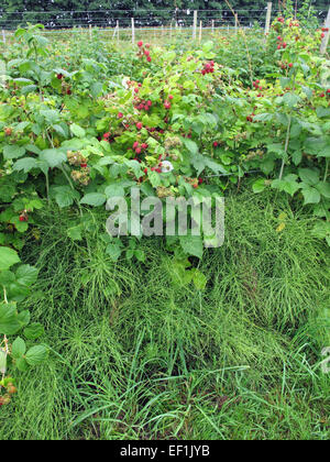 Common or field horsetail, Equisetum arvense, infestation among fruiting raspberry canes, Berkshire, July Stock Photo
