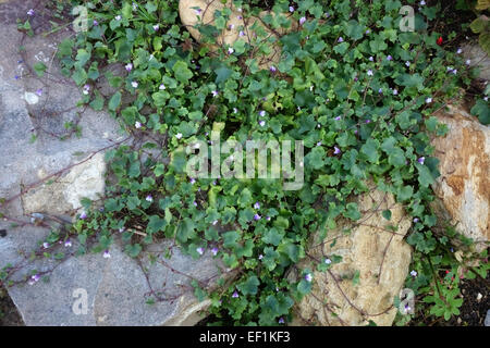 Ivy-leaved toadflax, Cymbalaria muralis, flowering plant creeping over rockery stones in a Berkshire garden, August Stock Photo