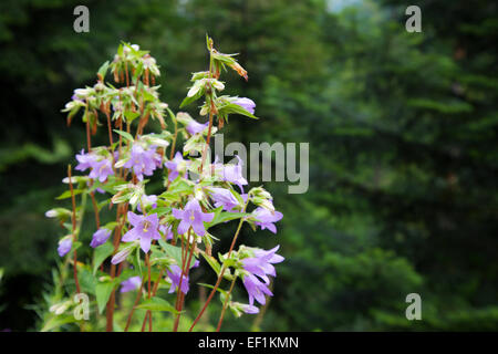 Bell Flowers, campanula in forest