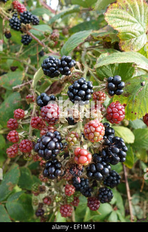 Fruit of wild blackberries, Rubus fruticosus, ripening in a Berkshire hedgerow in August Stock Photo