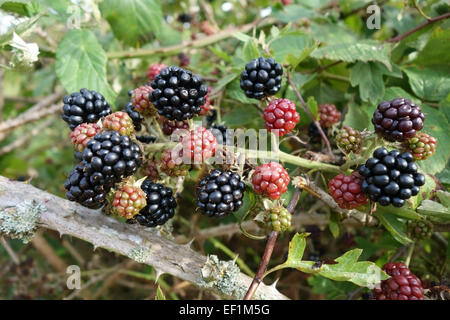 Fruit of wild blackberries, Rubus fruticosus, ripening in a Berkshire hedgerow in August Stock Photo