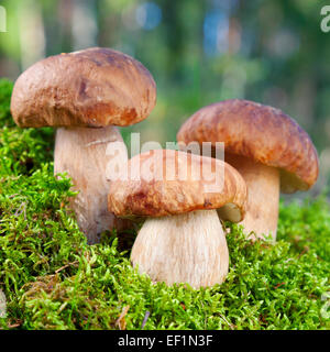 three mushroom (porcini) on moss in forest Stock Photo