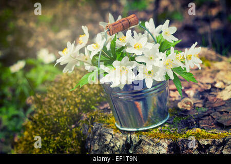 Wild spring flowers anemone in bucket on stump in forest. Retro stylized Stock Photo