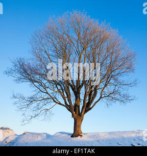 Single winte tree on blue morning sky Stock Photo