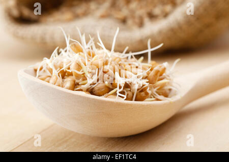 wheat sprouts in wooden spoon Stock Photo