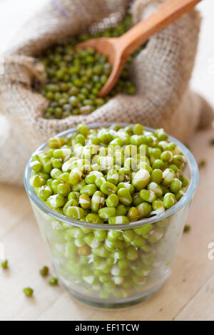 green mung bean sprouts in bowl and hessian bag with seeds and spoon Stock Photo