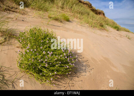 Sea Rocket, Cakile maritima, wildflower on sand dunes, Beadnell Bay, Northumberland, England Stock Photo