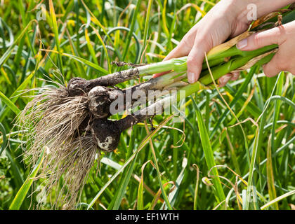 woman holding young garlic in hands outdoors Stock Photo