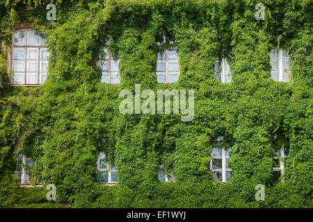 windows on home wall covered with ivy leaves Stock Photo