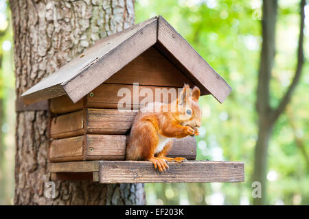 Wild red european squirrel eats in his house Stock Photo