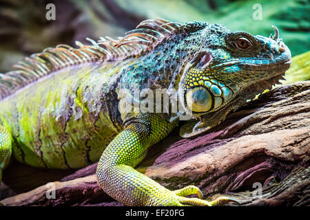 Lizard sitting on a tree. Stock Photo